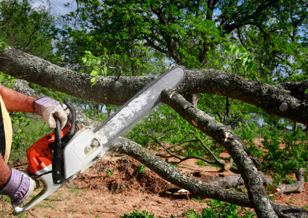 Dead Tree Removal in Blytheville, AR